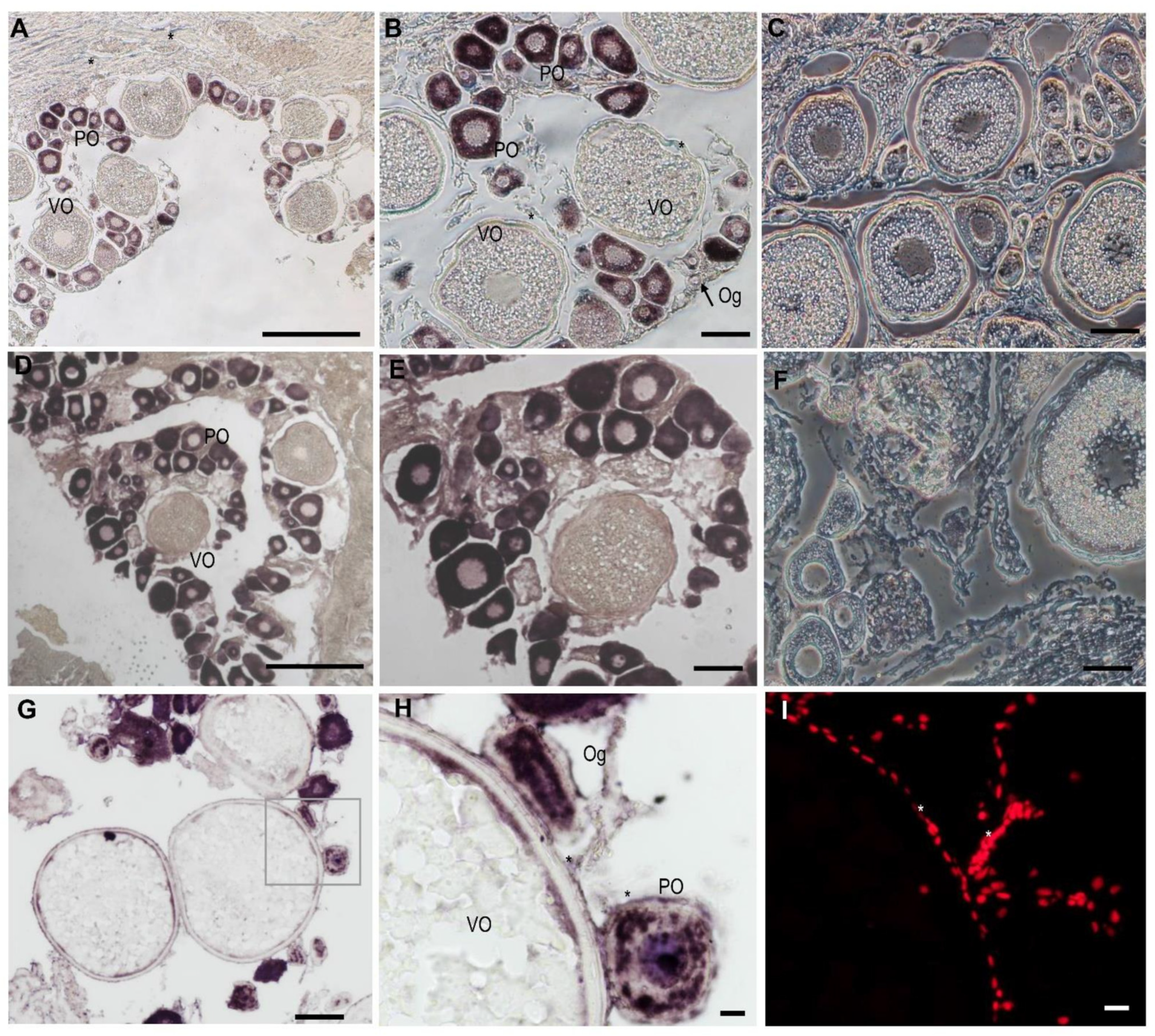 Animals 14 00508 g005