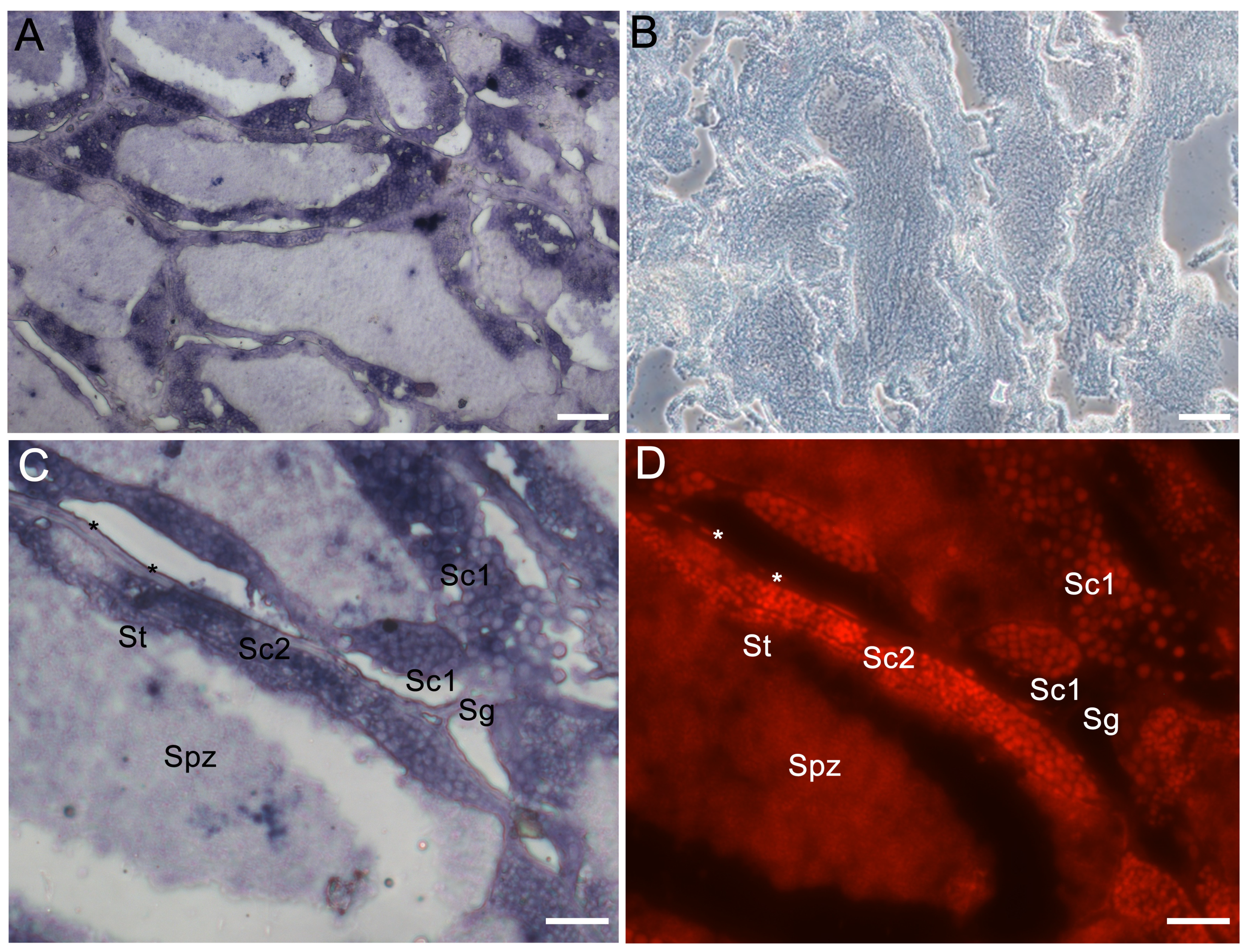 Animals 14 00508 g006