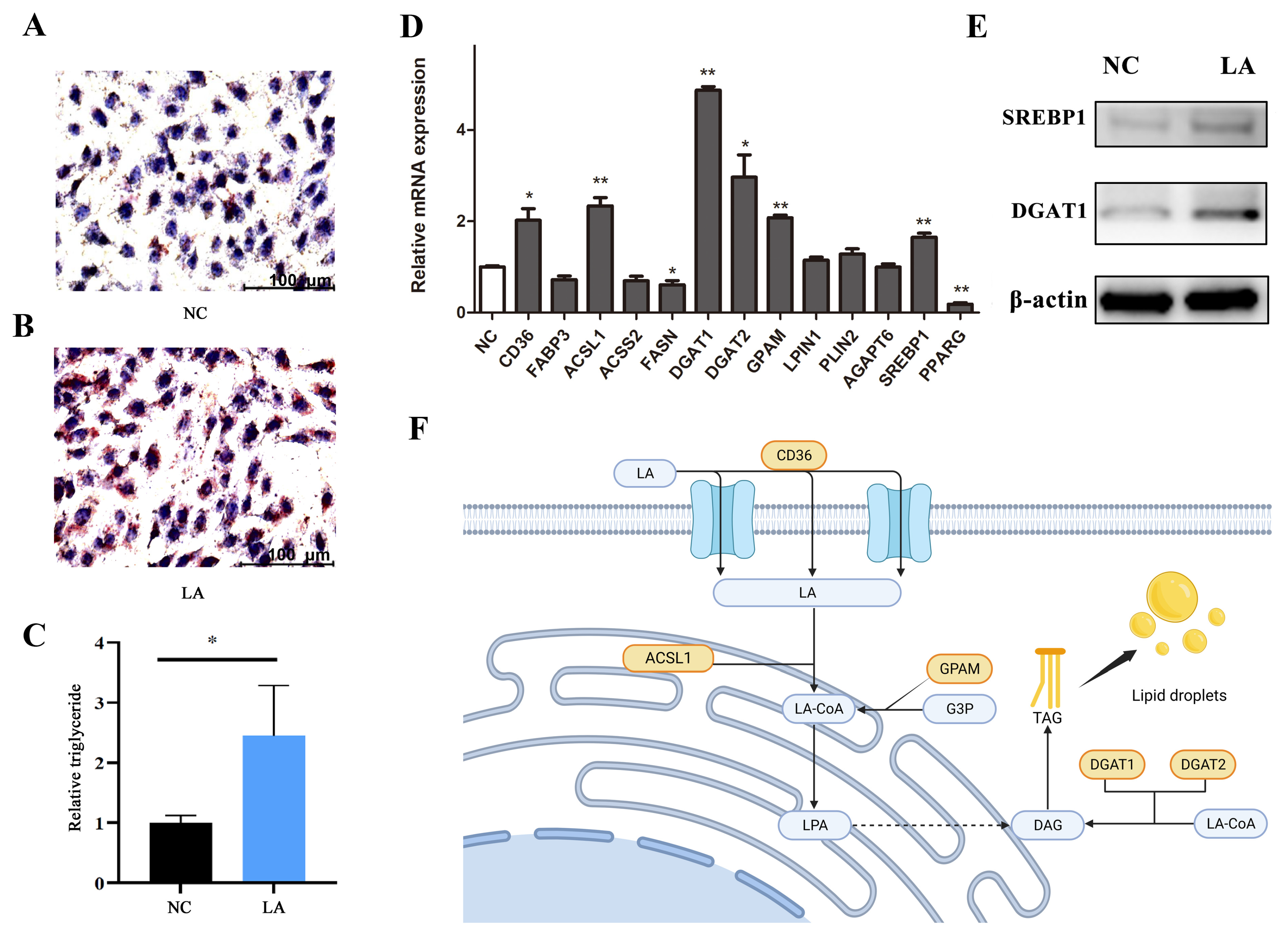 Animals 14 01493 g008
