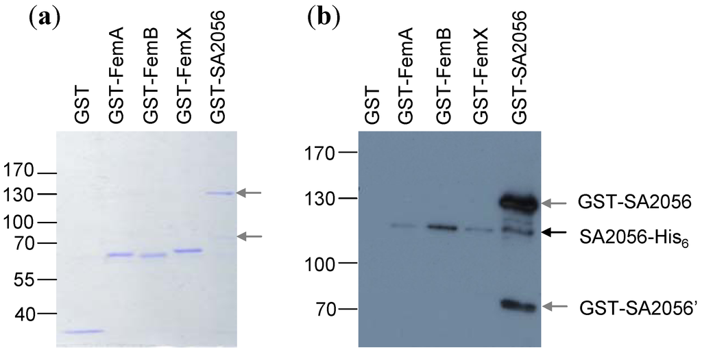 Antibiotics 02 00011 g004 1024
