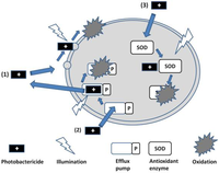 Antibiotics 02 00182 g003 200