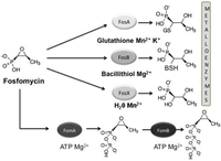 Antibiotics 02 00217 g005 200