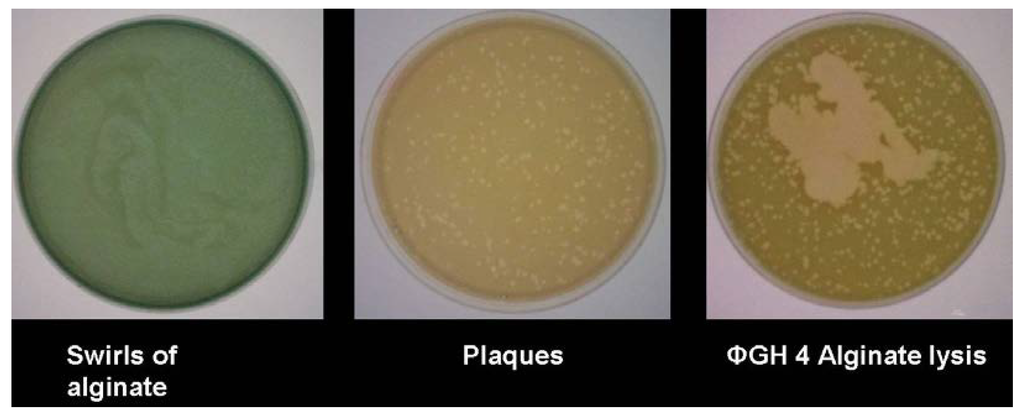 Antibiotics 03 00270 g003 1024