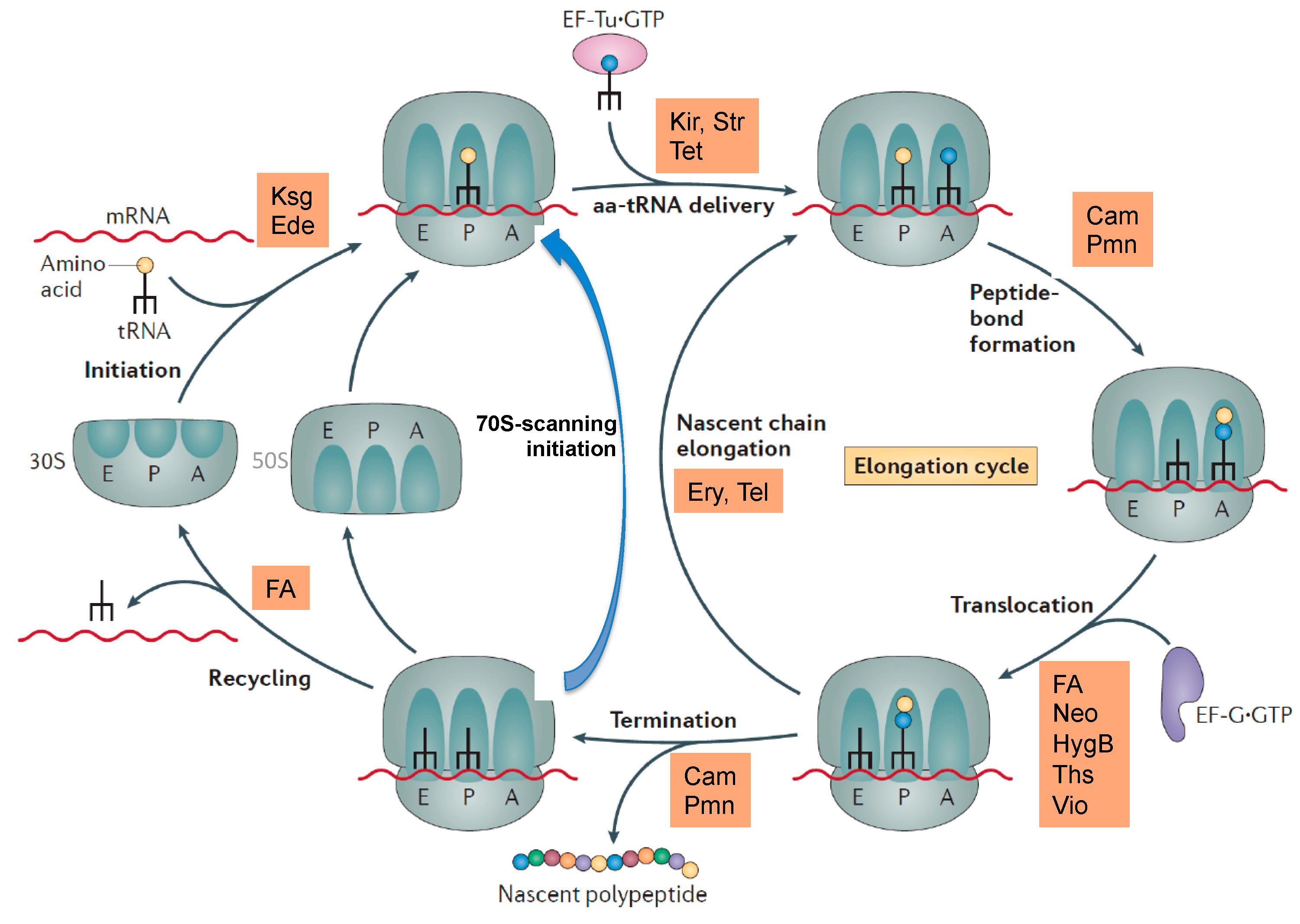 Voedselinfecties Common Side Effects of Cipro (Ciprofloxacin) Drug Center - RxList
