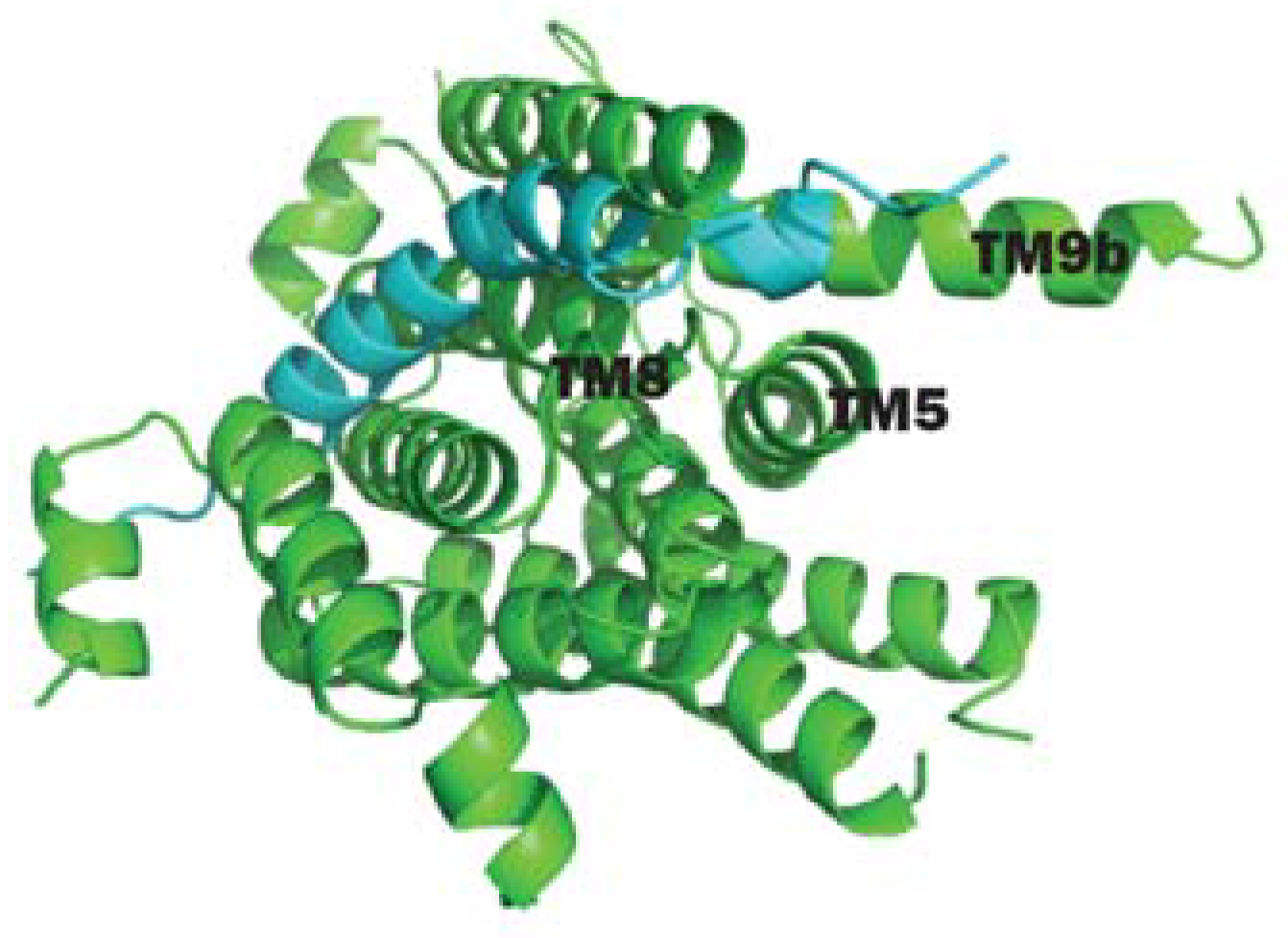 download synchrotron light