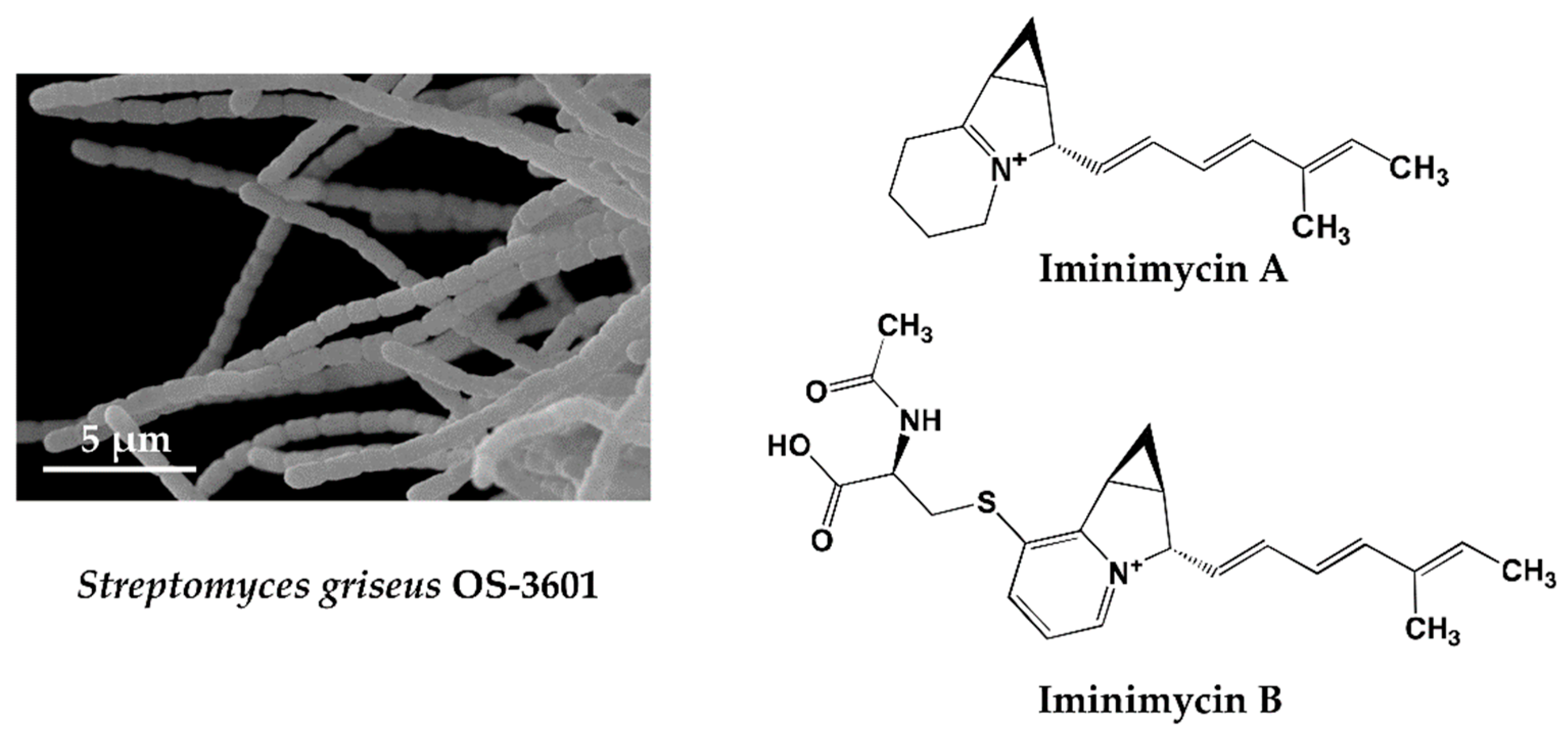 Antibiotics 07 00045 g001