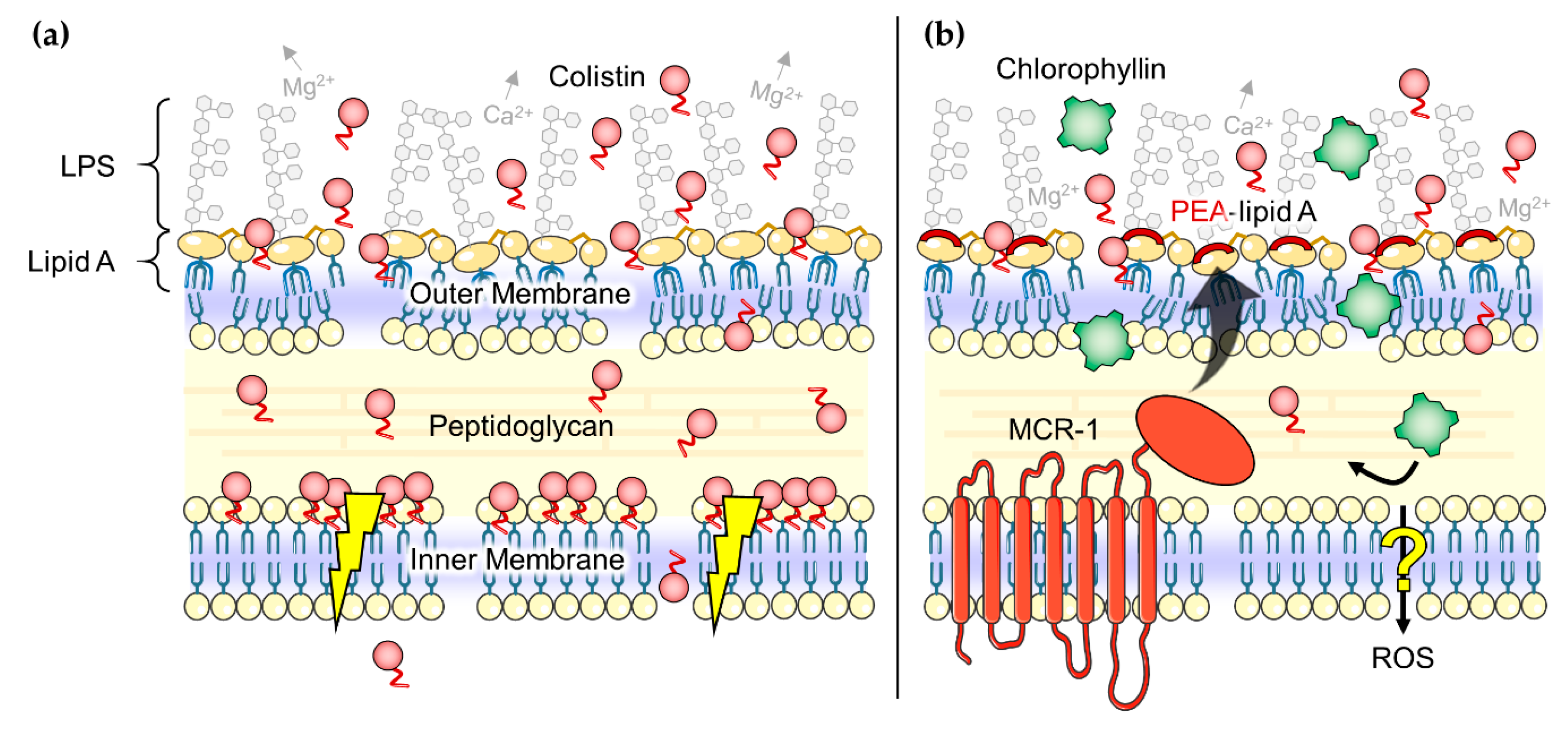 Antibiotics 08 00158 g008 Antibiotics 08 00158 g008