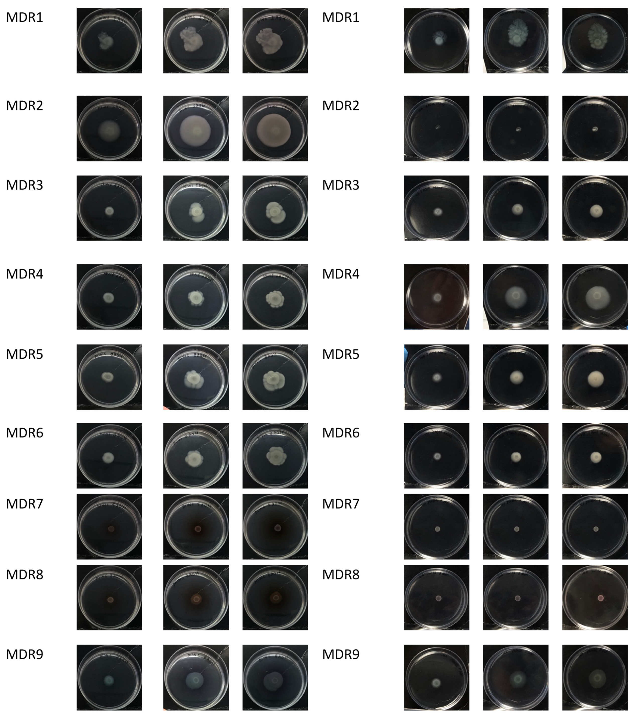 Antibiotics 13 00001 g006b