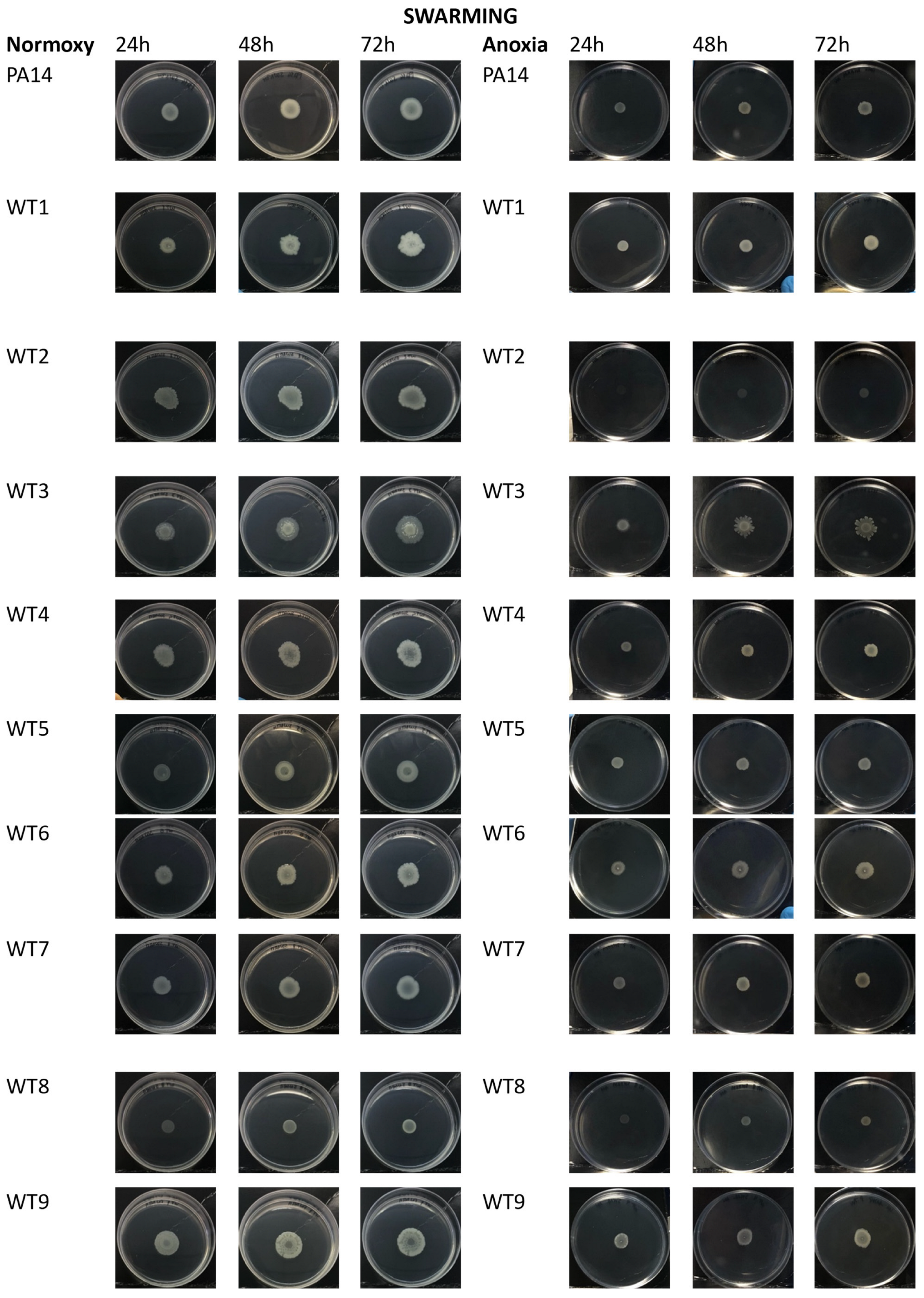 Antibiotics 13 00001 g007a