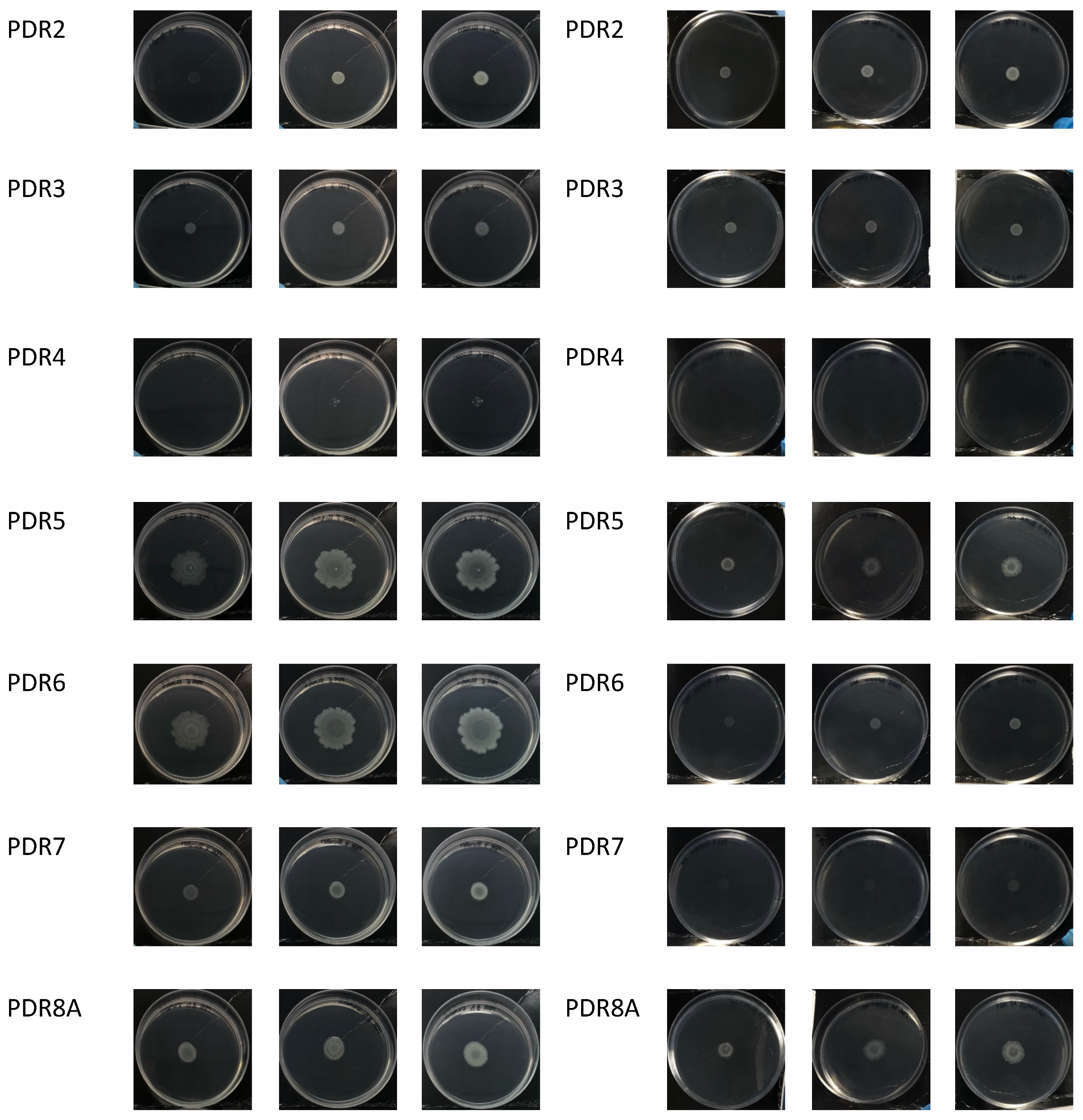Antibiotics 13 00001 g007c