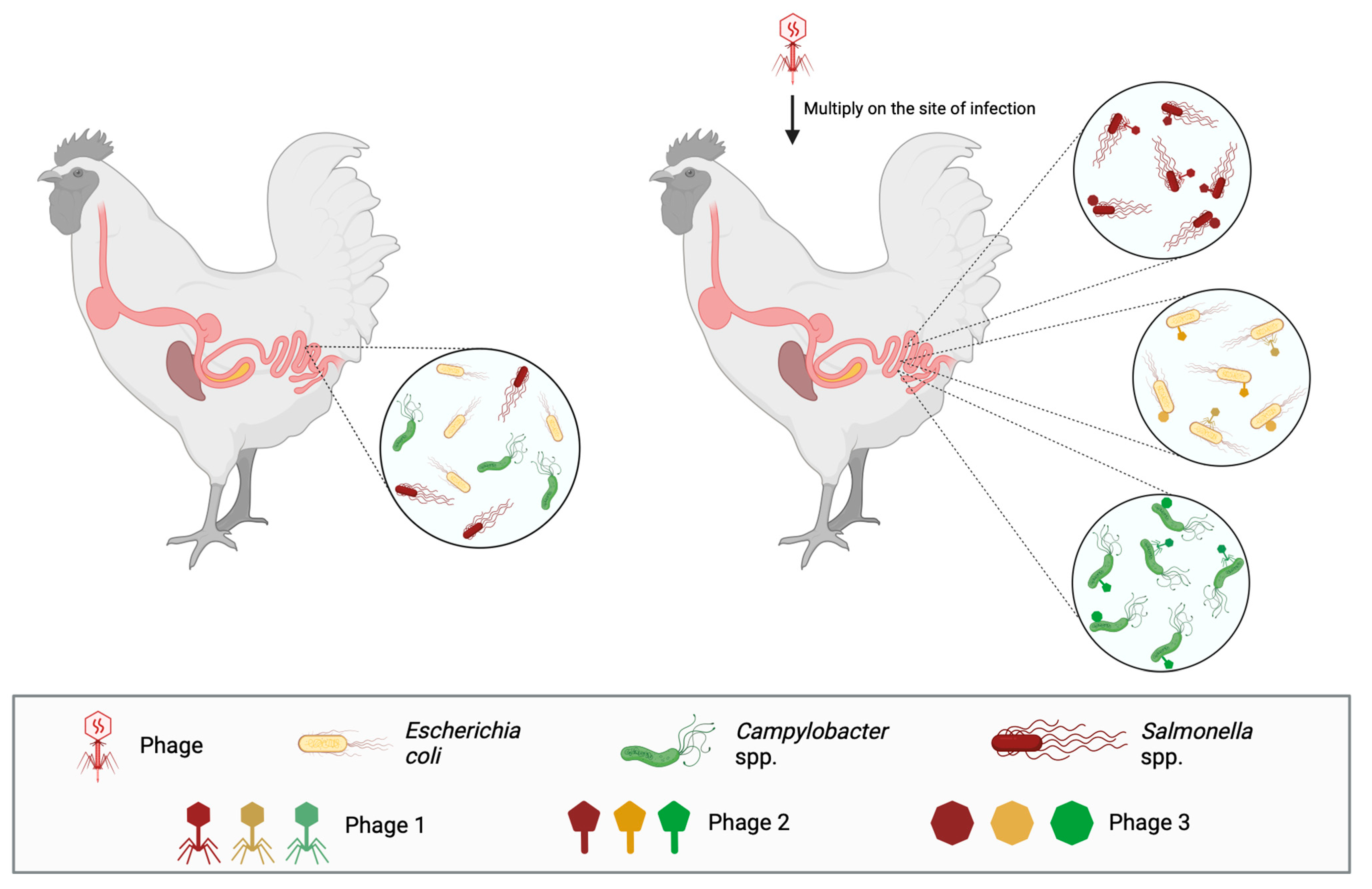 Antibiotics 13 00294 g002
