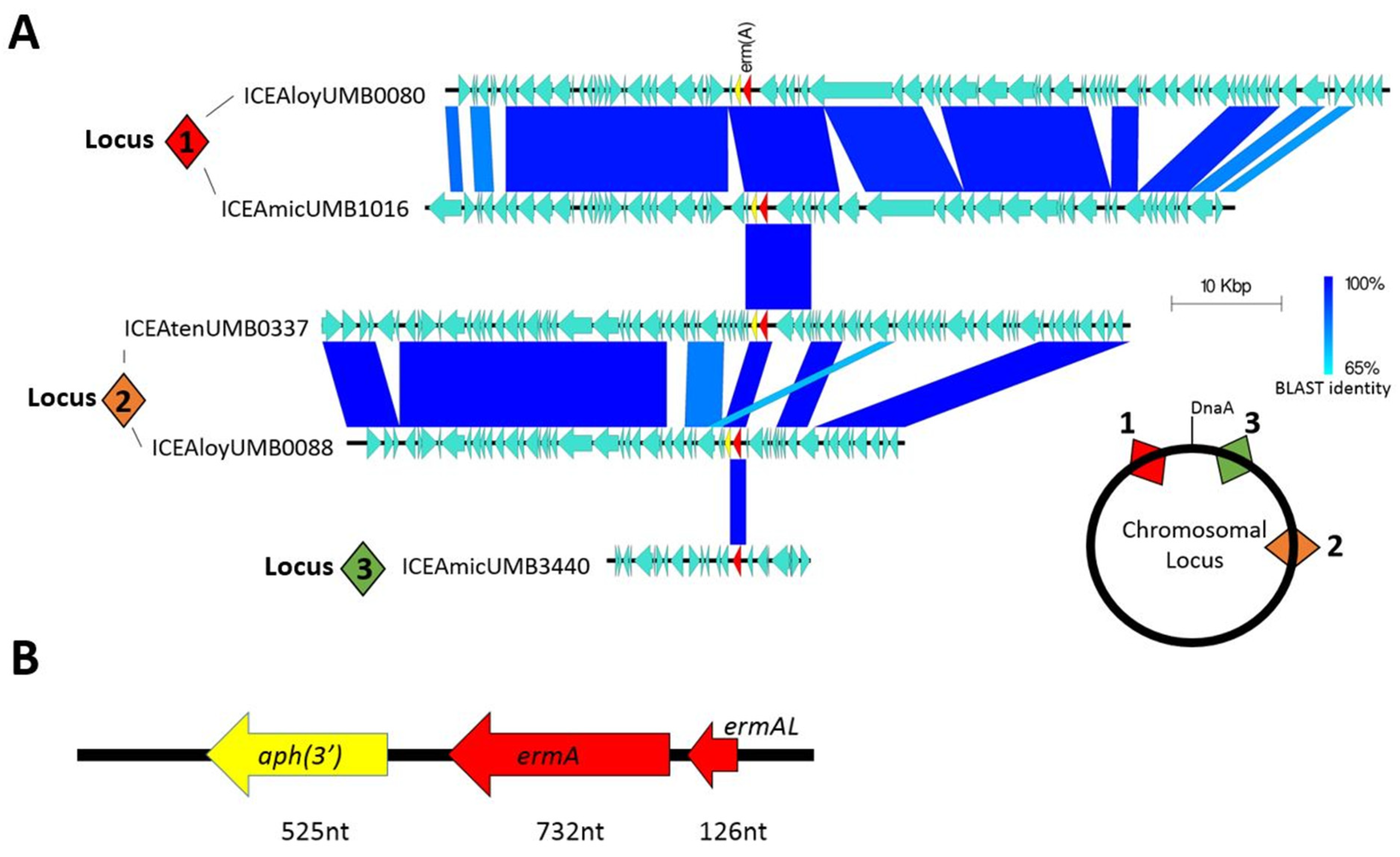 Antibiotics 13 00433 g002