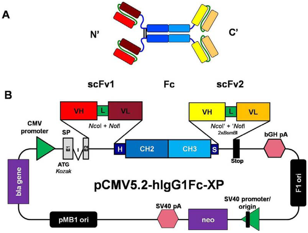 download p73ls dynaulmg ii