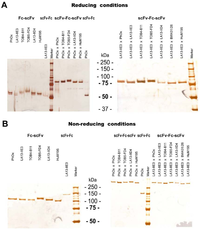 Antibodies 01 00019 g003 200