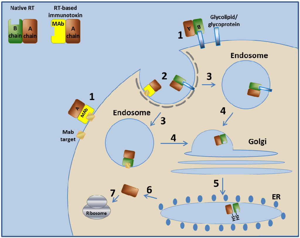 Antibodies 01 00039 g002 1024