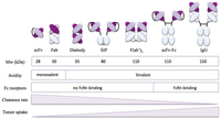 Antibodies 01 00070 g001 200