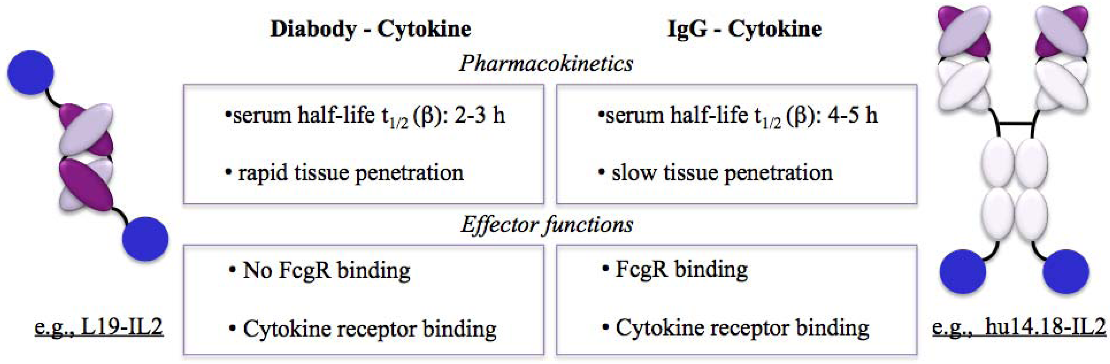 Antibodies 01 00070 g002