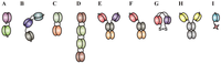 Antibodies 01 00088 g003 200