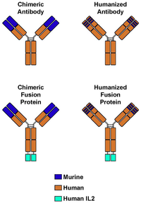 Antibodies 01 00149 g001 200