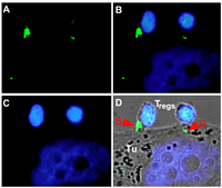 Antibodies 01 00172 g004 200