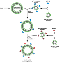 Antibodies 01 00199 g005 200