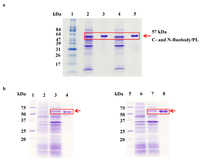 Antibodies 01 00239 g003 200