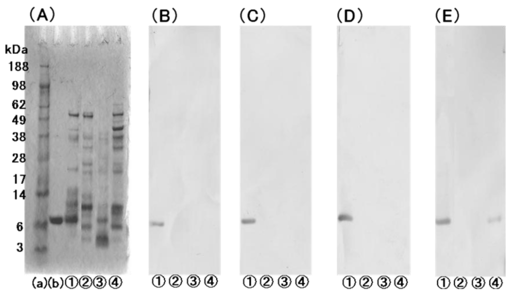 Antibodies 01 00259 g003 1024