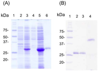 Antibodies 01 00273 g002 200