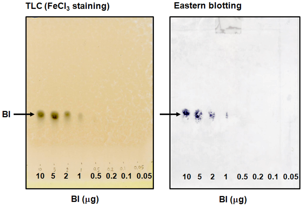 Antibodies 01 00284 g005 1024
