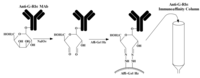 Antibodies 01 00294 g002 200