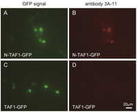 Antibodies 02 00001 g001 200