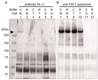 Antibodies 02 00001 g002 200