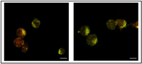 Antibodies 02 00050 g003 200