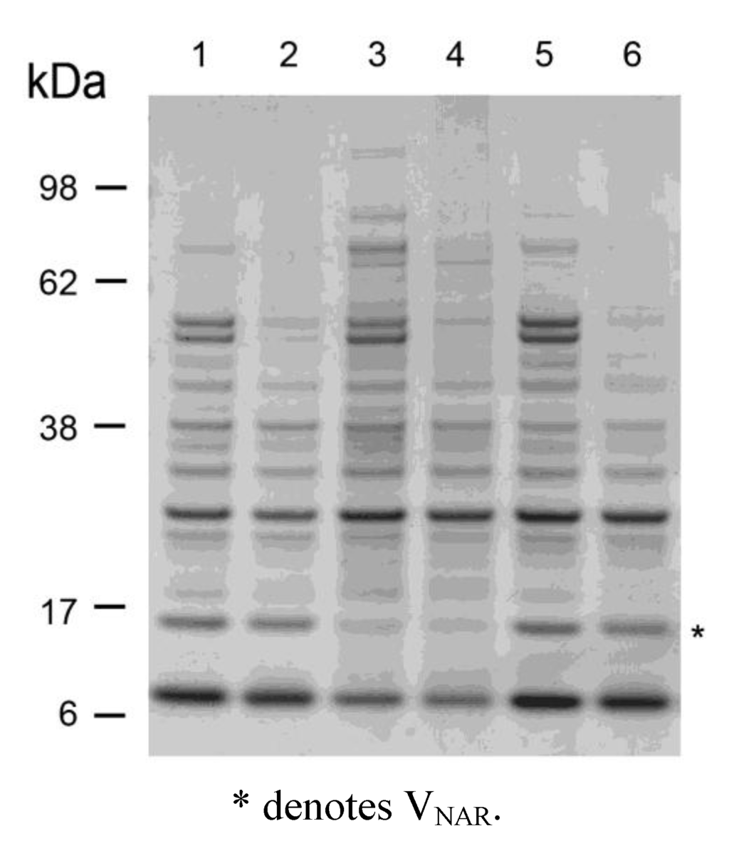 Antibodies 02 00066 g002 1024