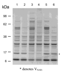 Antibodies 02 00066 g002 200
