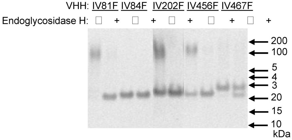 Antibodies 02 00168 g001 1024