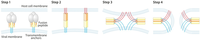 Antibodies 02 00209 g003 200