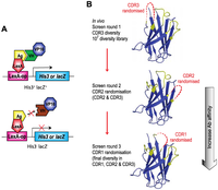 Antibodies 02 00306 g003 200