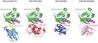 Antibodies 02 00306 g006 200
