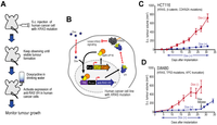 Antibodies 02 00306 g007 200
