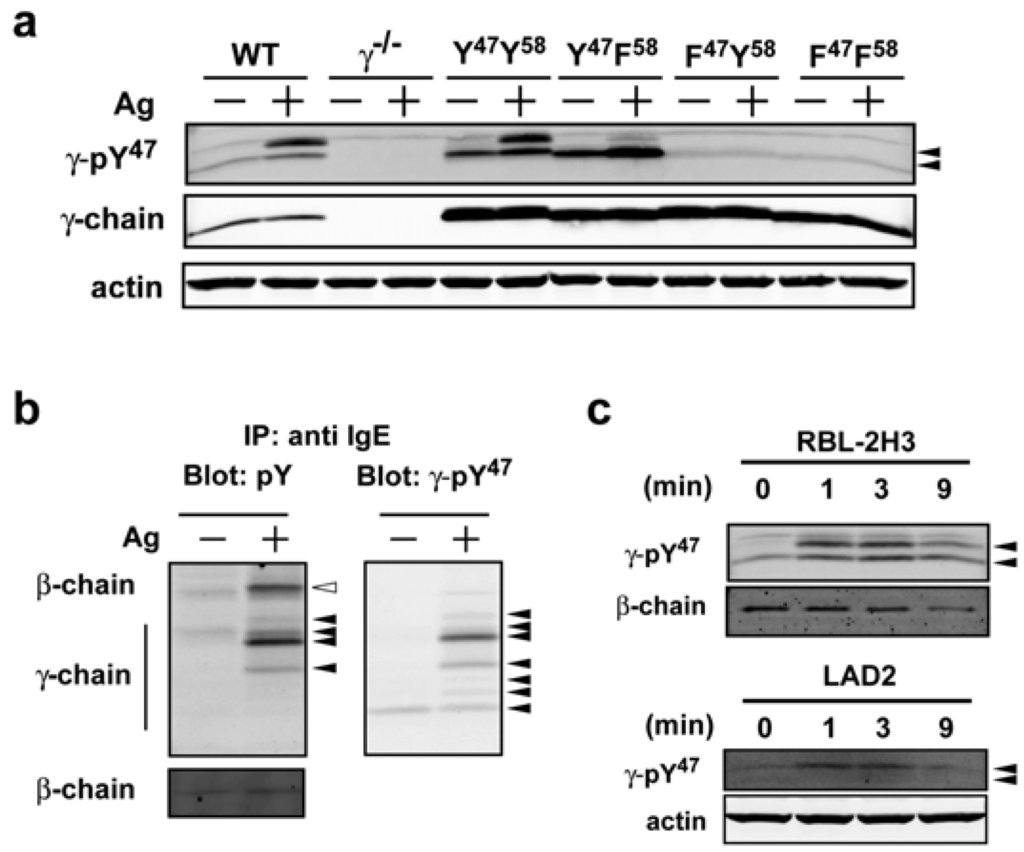 Antibodies 02 00321 g001 1024