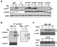 Antibodies 02 00321 g001 200