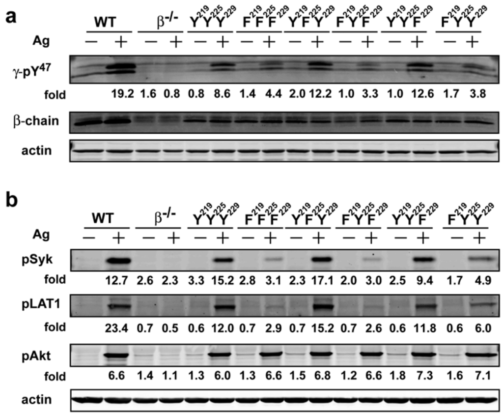 Antibodies 02 00321 g003 1024