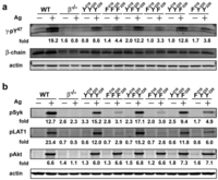 Antibodies 02 00321 g003 200