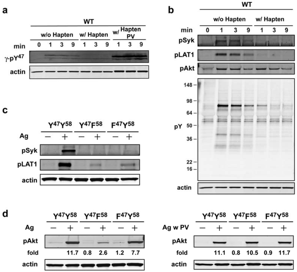 Antibodies 02 00321 g004 1024