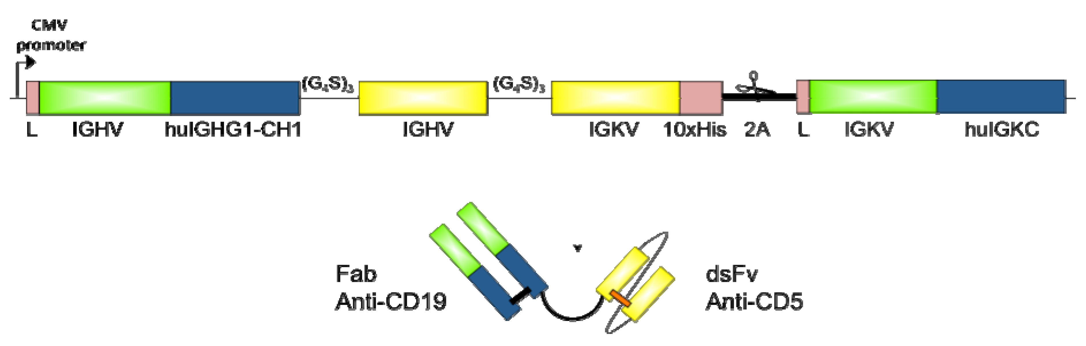 Antibodies 02 00338 g001