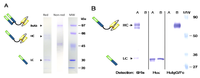 Antibodies 02 00338 g002 200