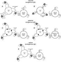 Antibodies 02 00371 g001 200