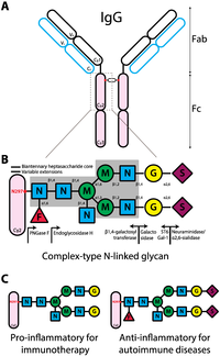Antibodies 02 00392 g001 200