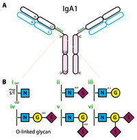 Antibodies 02 00392 g003 200